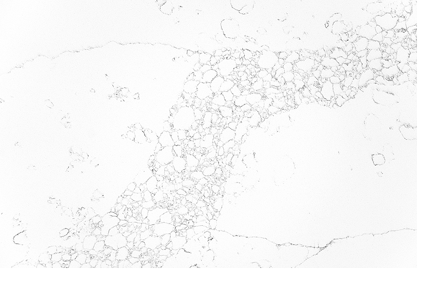 Top 3 Calacatta Quartz Varieties for a Luxurious Look 3 Stone Surfaces PMC1976
